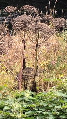 Heracleum mantegazzianum