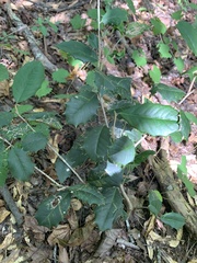 Ilex opaca