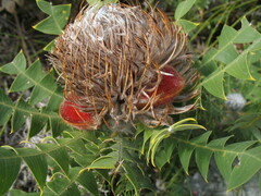 Banksia baxteri