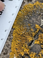 Xanthoria parietina