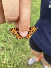 Boloria dia