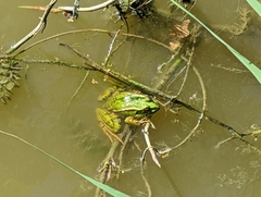 Pelophylax ridibundus