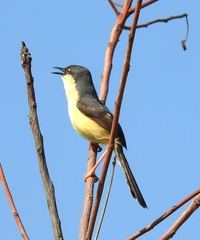 Prinia socialis