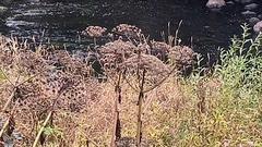 Heracleum mantegazzianum