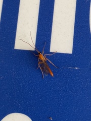 Enicospilus americanus-complex