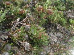 Banksia baxteri