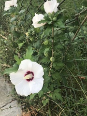 Hibiscus