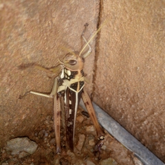 Cyrtacanthacridinae