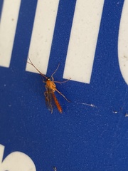 Enicospilus americanus-complex