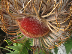 Banksia baxteri