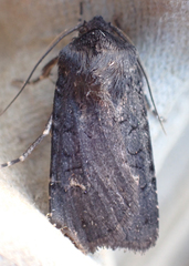 Euxoa velleripennis