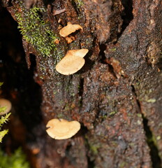 Panellus luxfilamentus