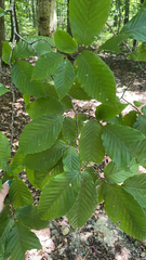Fagus grandifolia