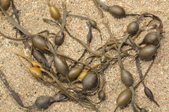 Ascophyllum nodosum