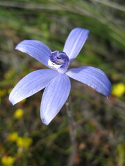 Cyanicula sericea