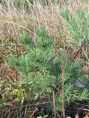 Pinus resinosa