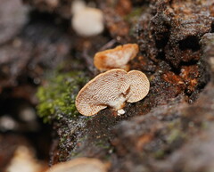 Panellus luxfilamentus