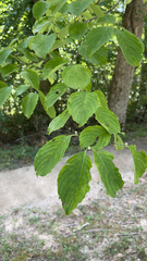 Cornus alternifolia