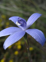 Cyanicula sericea