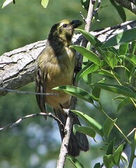 Saltator coerulescens