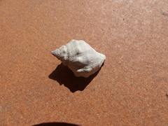 Stramonita haemastoma