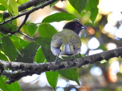 Carpornis melanocephala