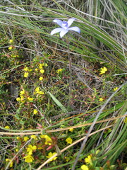 Cyanicula sericea