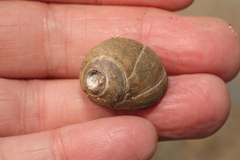 Littorina littorea
