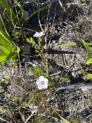 Adenandra