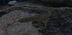 Oncorhynchus kisutch
