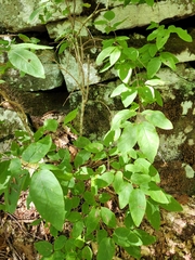 Lonicera canadensis