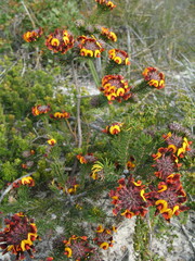 Pultenaea barbata