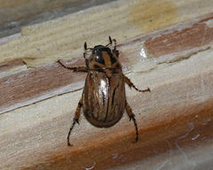 Cyclocephala notata