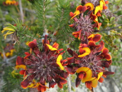 Pultenaea barbata