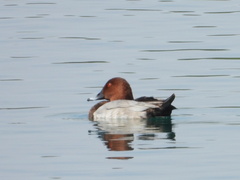 Aythya ferina