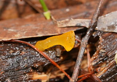 Heterotextus miltinus