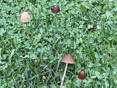 Conocybe tenera
