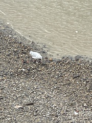 Chroicocephalus ridibundus