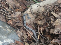 Crotalus lepidus klauberi