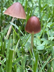 Conocybe tenera