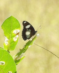 Hypolimnas misippus