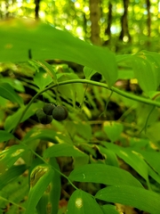 Polygonatum