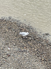 Chroicocephalus ridibundus