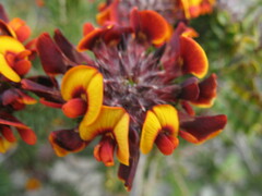 Pultenaea barbata