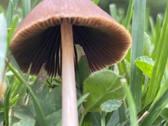 Conocybe tenera