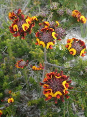 Pultenaea barbata