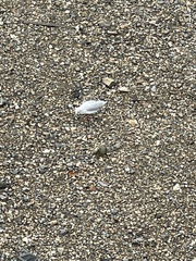 Chroicocephalus ridibundus