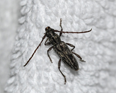 Elaphidion