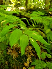 Polygonatum