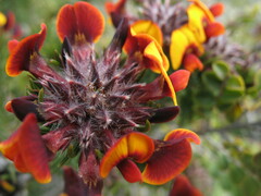 Pultenaea barbata